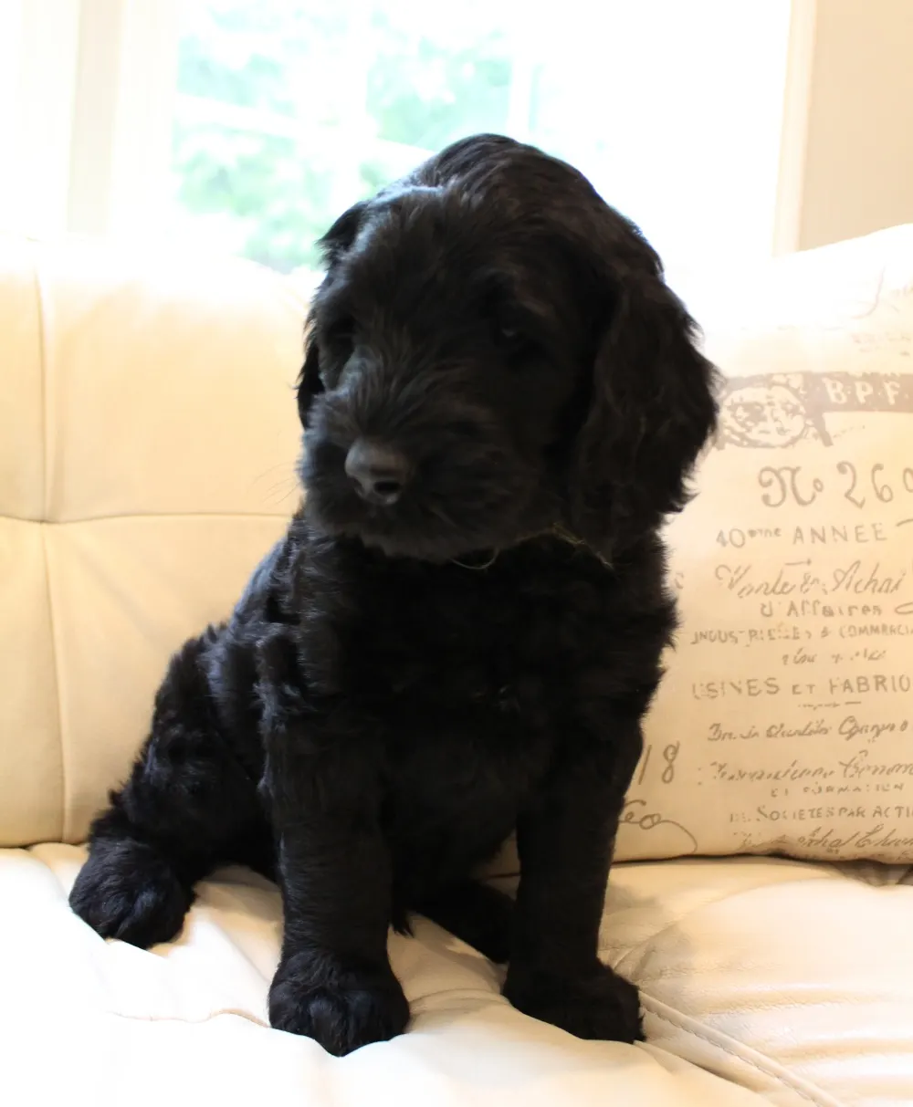 Gracie and Barkley’s litter is home