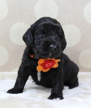 labradoodle puppies black mini