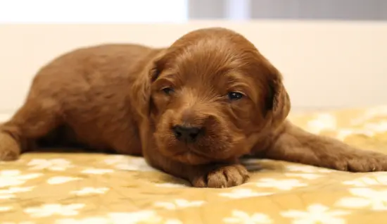 Two weeks Marcus