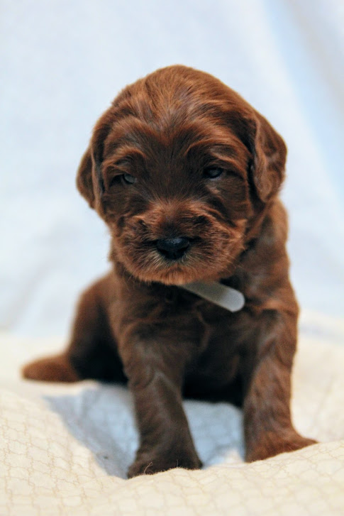 Hazel and Barkley’s puppies are home