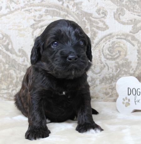 Puppy Culture labradoodle puppies breeder