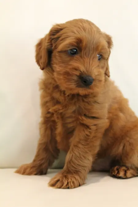 Seven weeks Milo 1