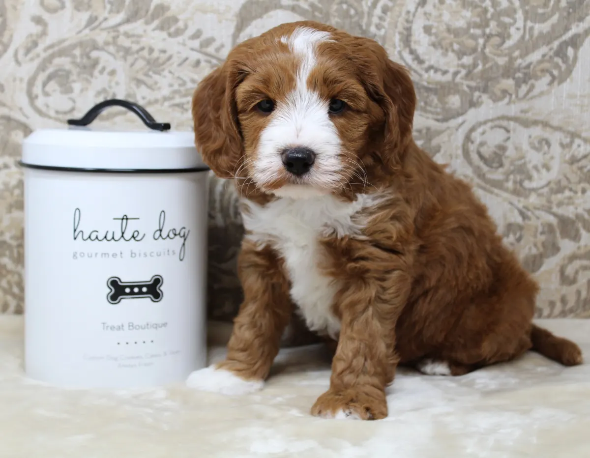 mini Australian labradoodle puppies Portland Beaverton Tigard Newberg Oregon
