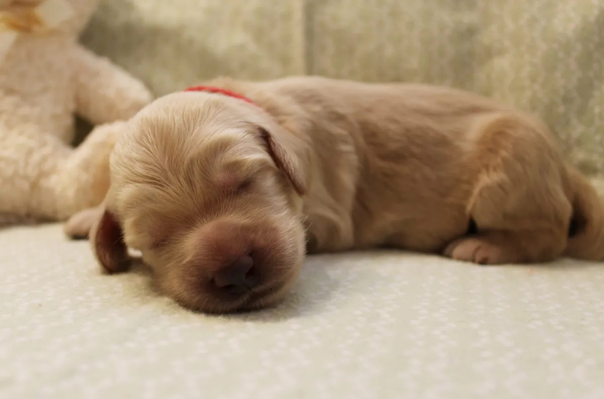 Roo and Basil’s puppies are with their forever families