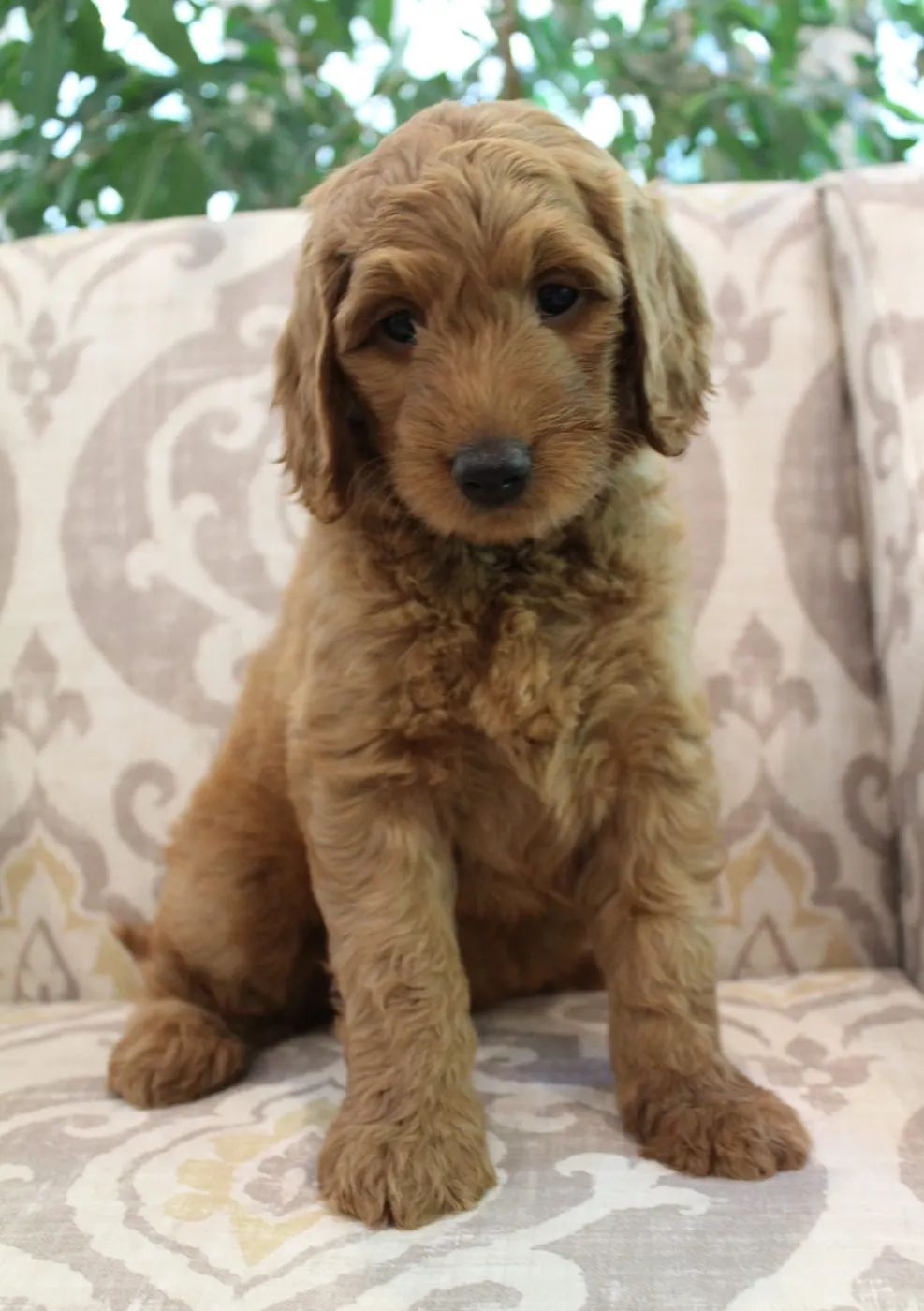 Bella and Gunner’s Bumble Bee puppies are home