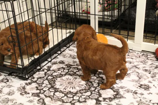 Four weeks litter pen 6