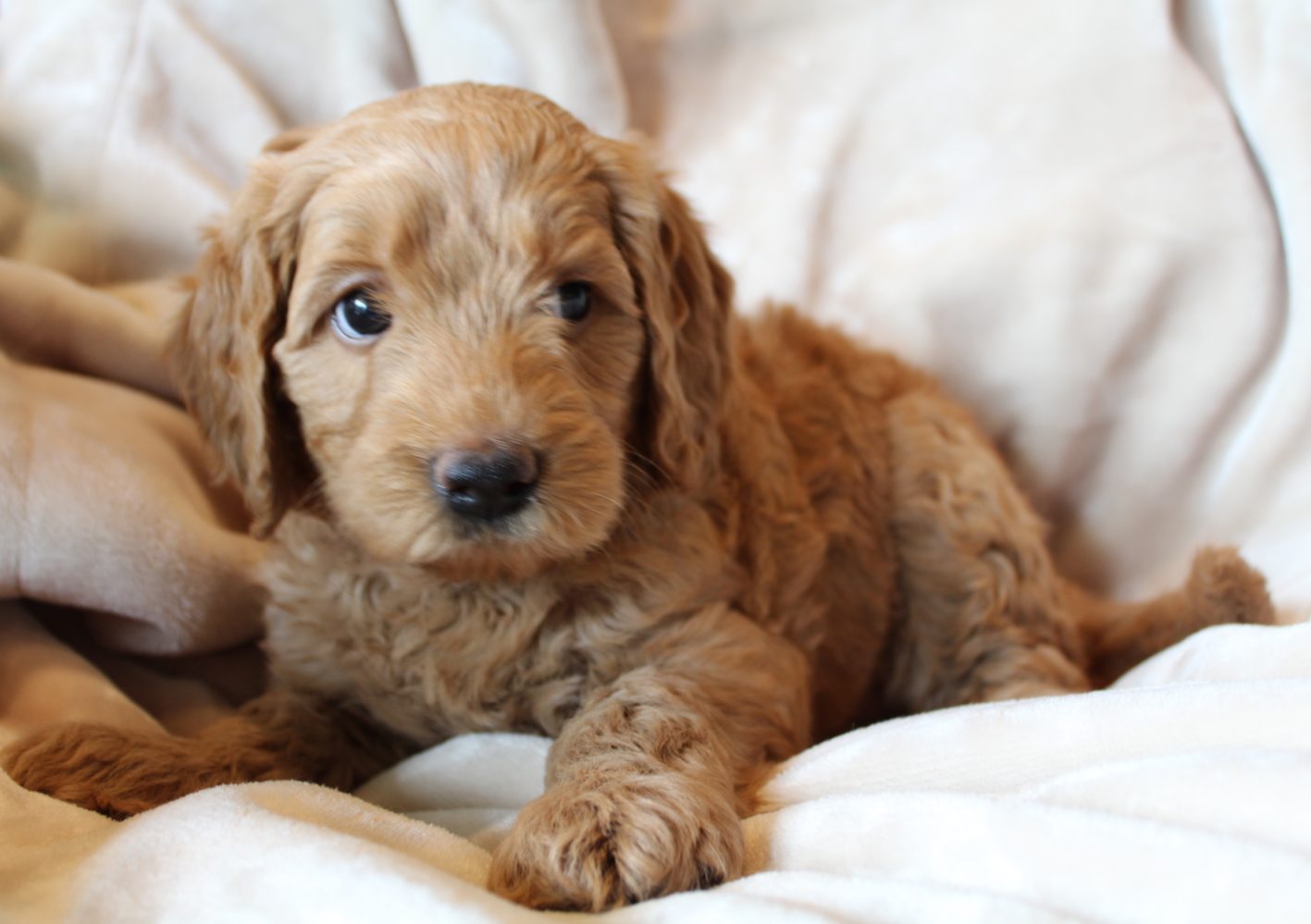 Portland Oregon Australian labradoodles
