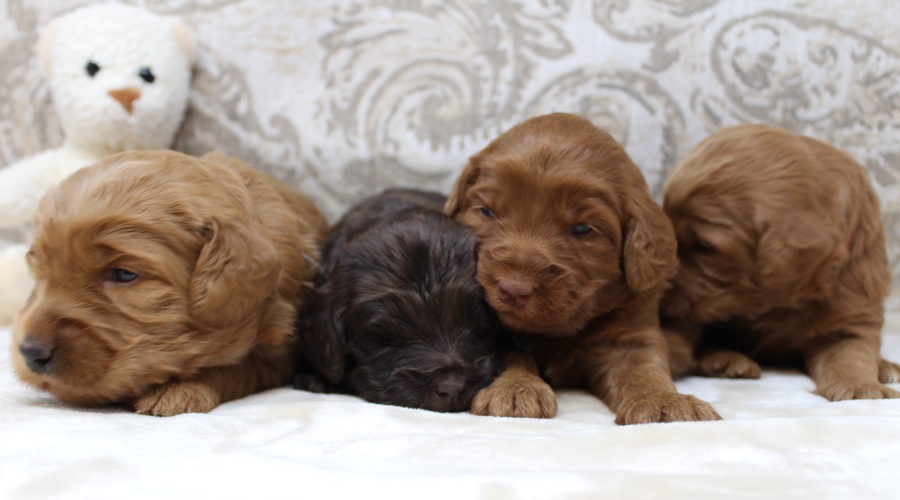 Labradoodle Puppies available now Oregon