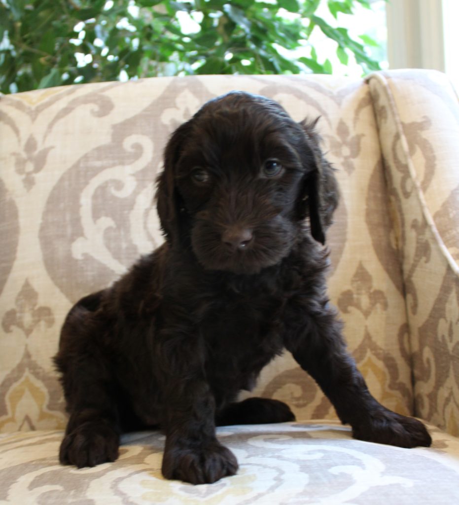 Portland Salem Oregon labradoodle breeders