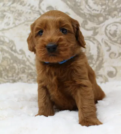 Five weeks Milo