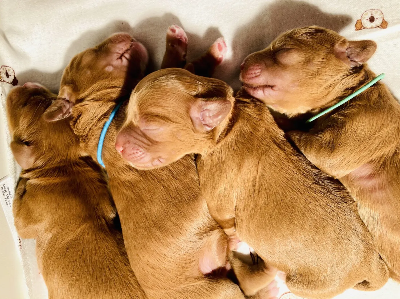 Ally and Watson’s litter is home