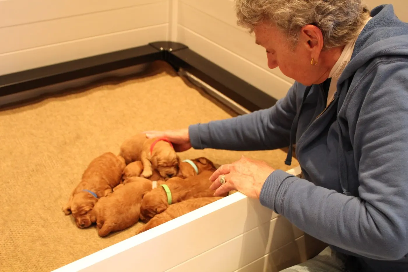 Katie and Gunner’s puppies are home!