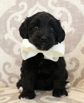 Oregon labradoodles Washington labradoodle puppies