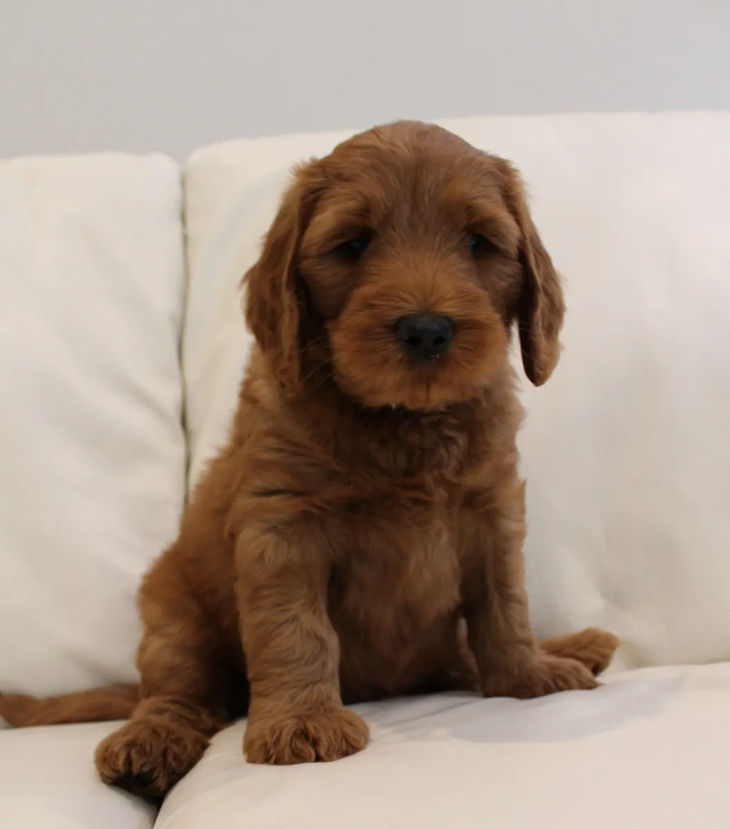 Gracie and Barkley’s litter is home