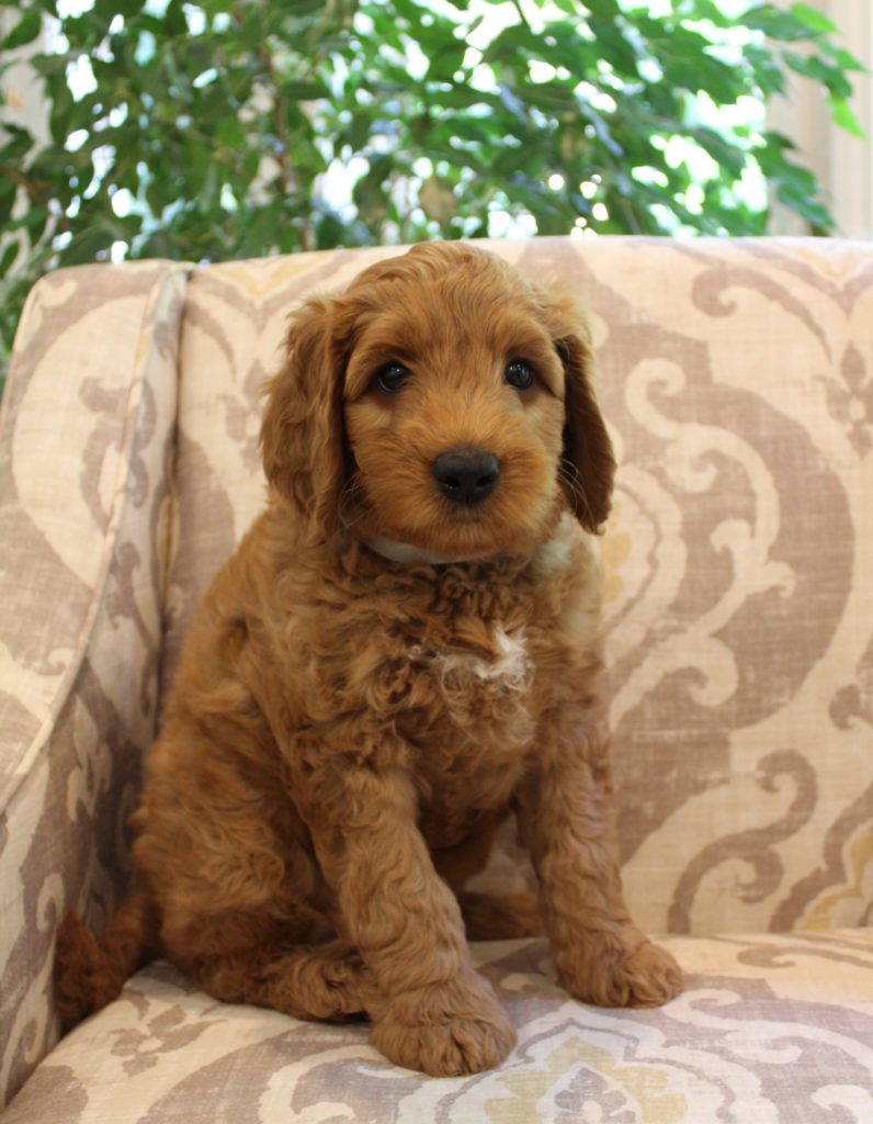 McMinnville labradoodles