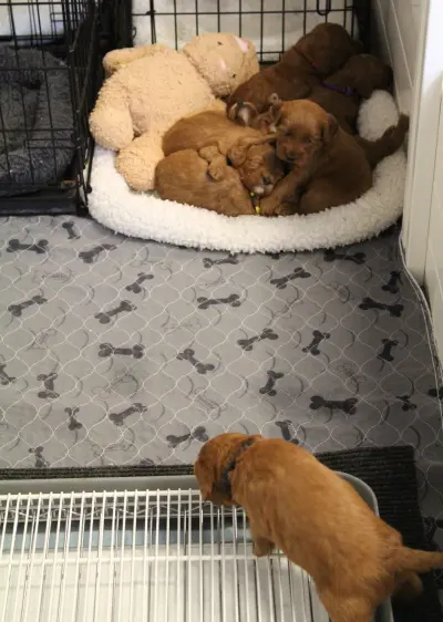Four weeks litter box training