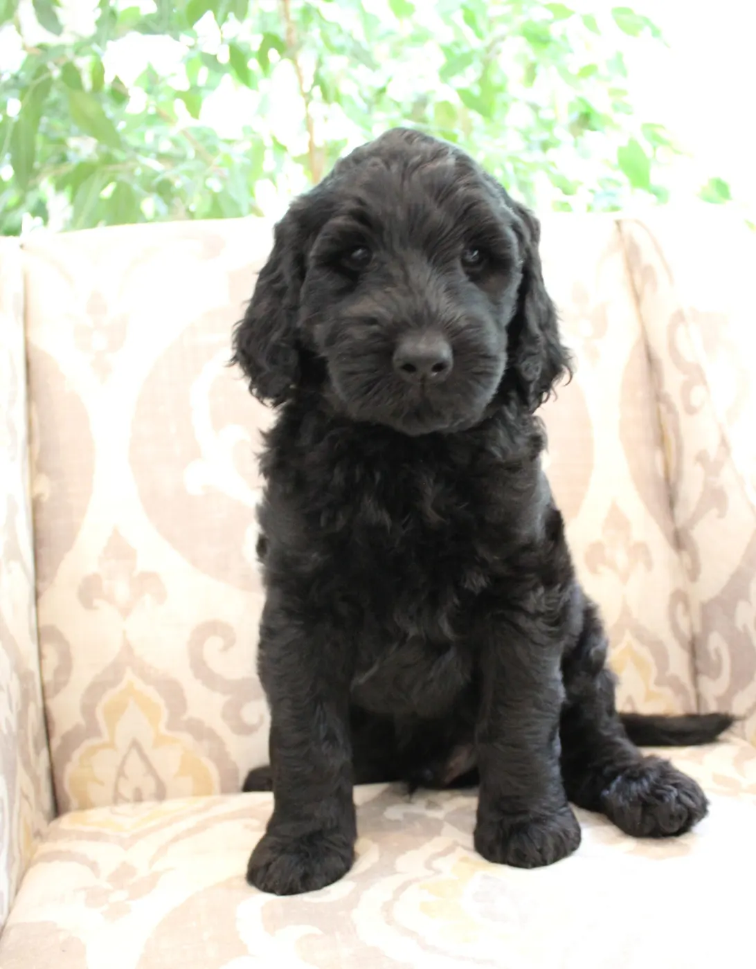Gracie’s puppies are with their forever families