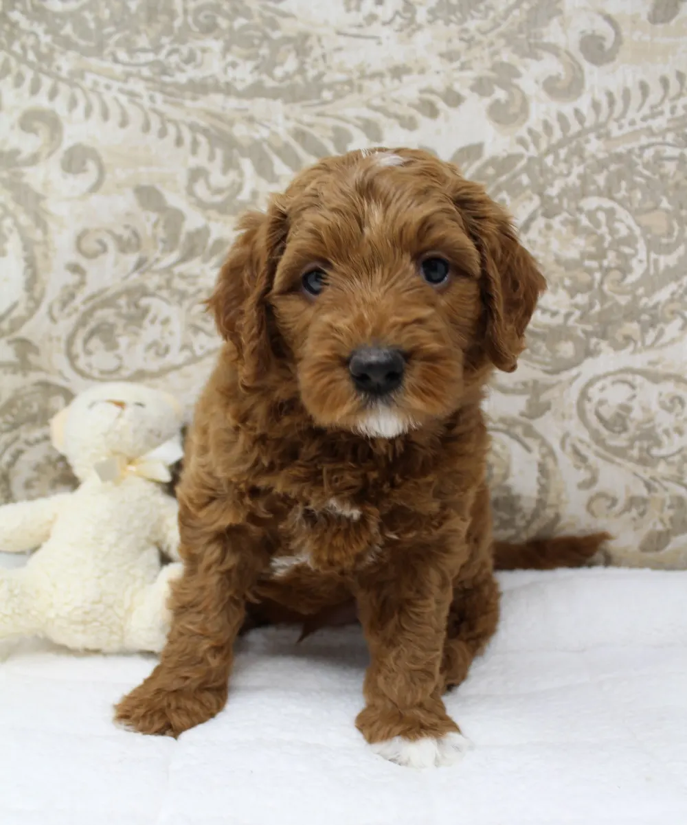 Gretel and Gunner’s puppies are home