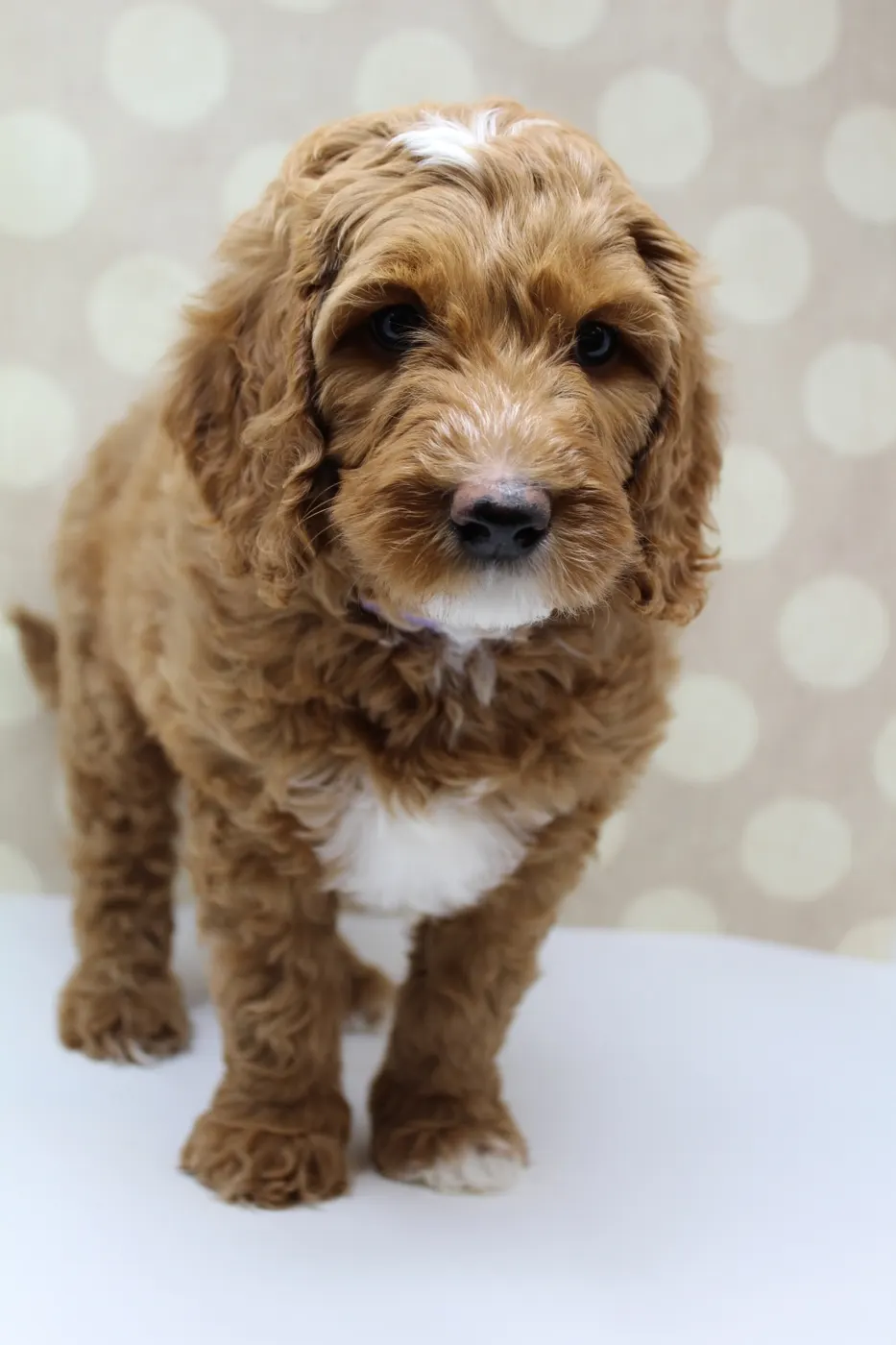 Gretel and Gunner’s puppies are home