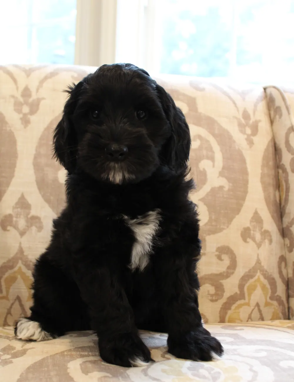 Clara Jane and Bear’s pups are home