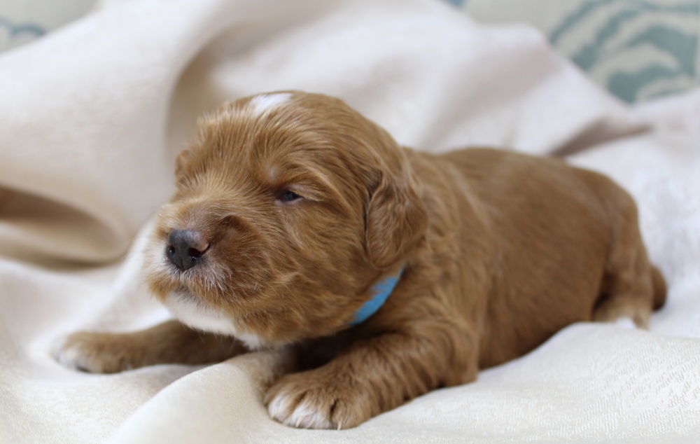 Oregon labradoodles puppies