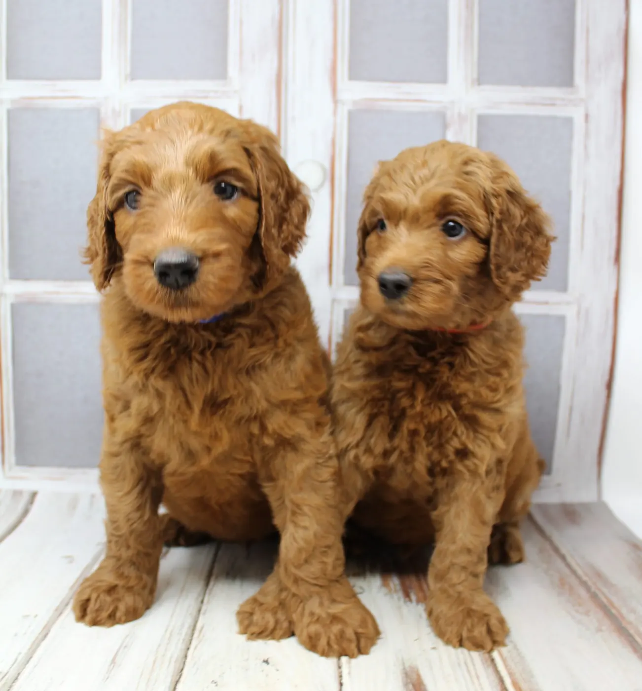 Bella and Gunner’s Bumble Bee puppies are home