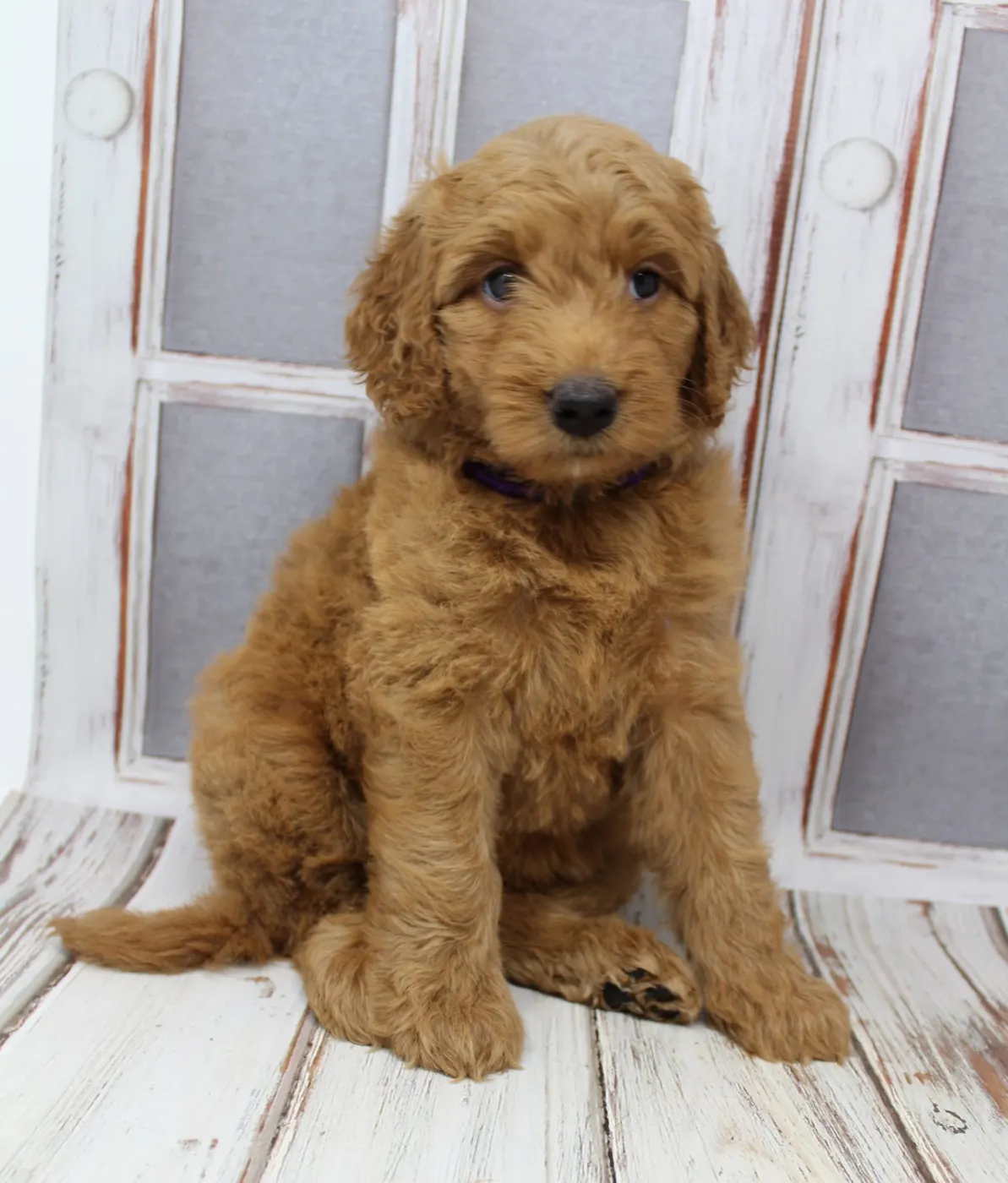 Bella and Gunner’s Bumble Bee puppies are home