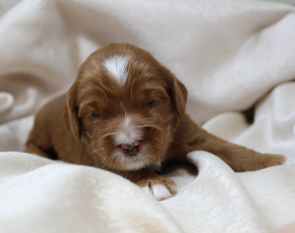 Ally and Watson’s litter is home