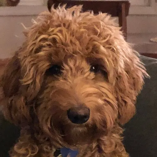 Australian Labradoodle puppies now Portland Oregon
