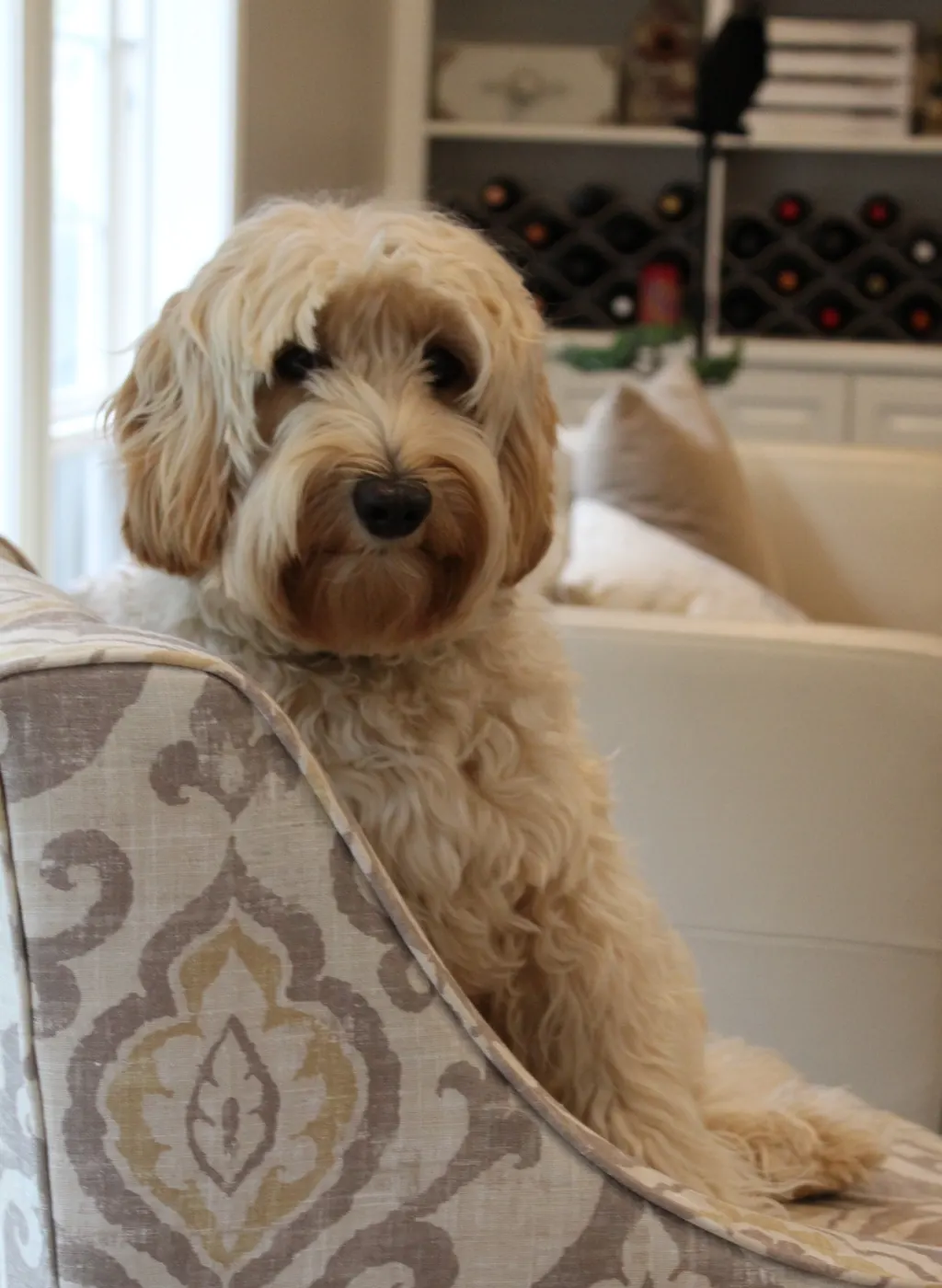 Valley Vineyard Labradoodle