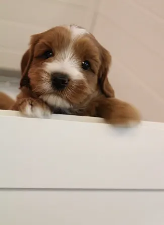 best labradoodle puppies