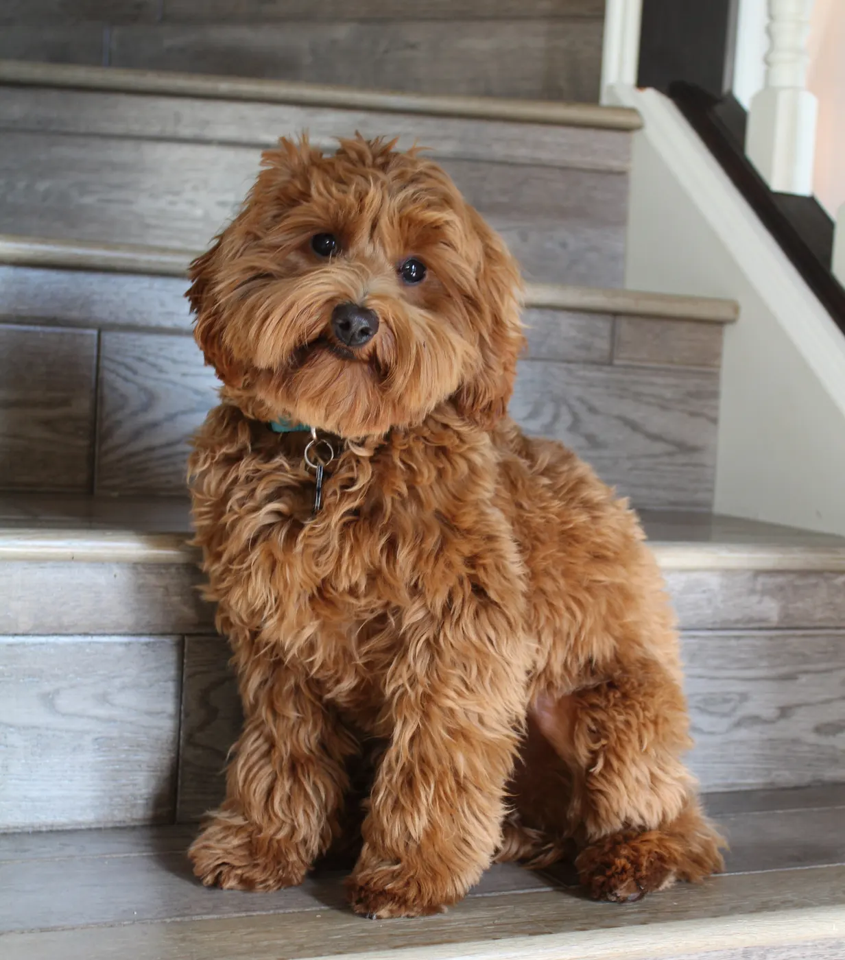 Valley Vineyard Labradoodle