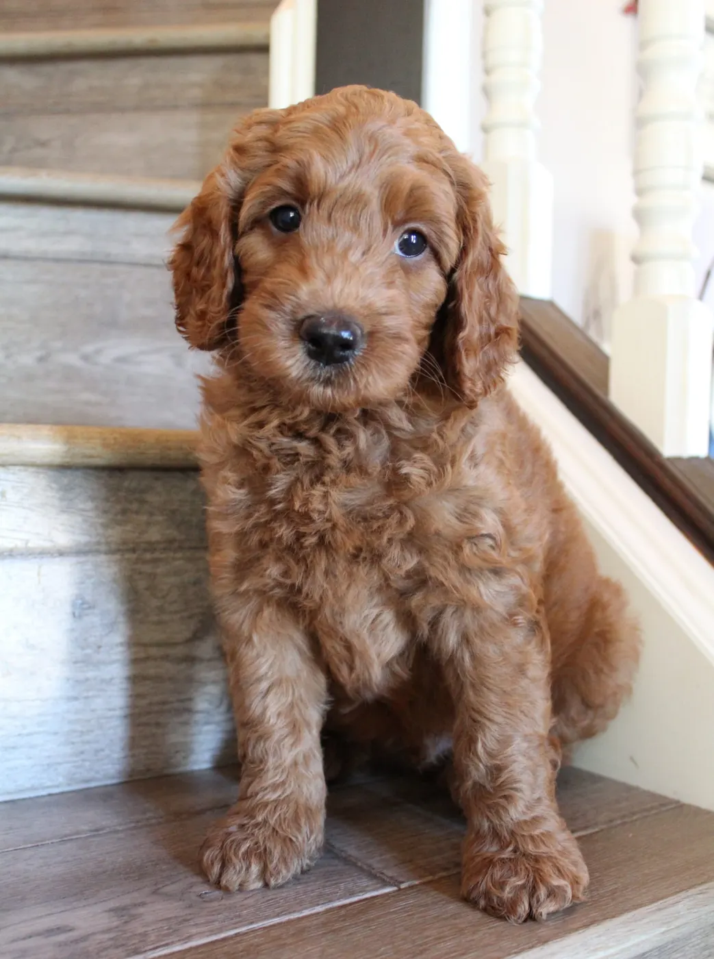 Bella and Gunner’s Bumble Bee puppies are home
