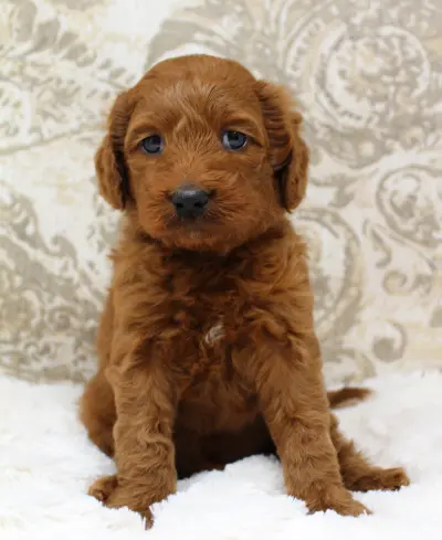 Five weeks Marcus