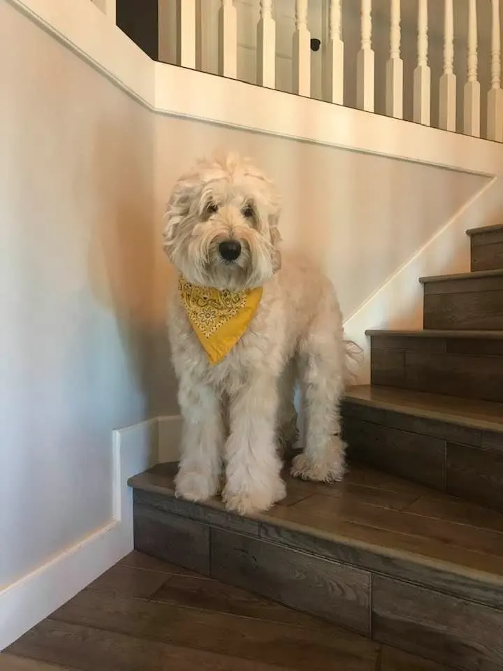 Valley Vineyard Labradoodle
