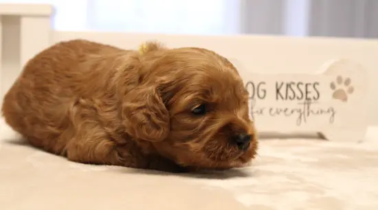 Mabel and Nelson's puppies are here!