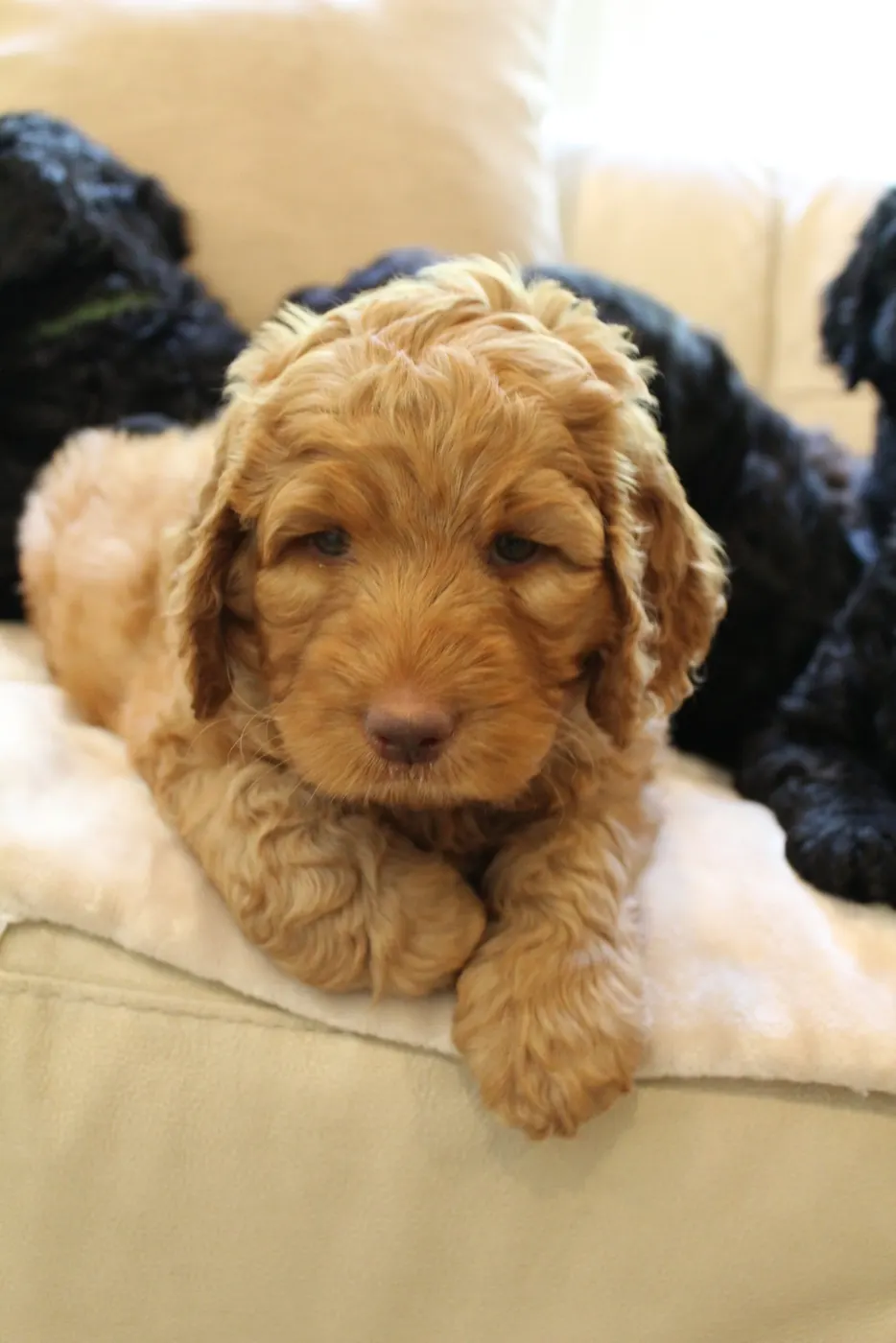 Gracie’s puppies are with their forever families