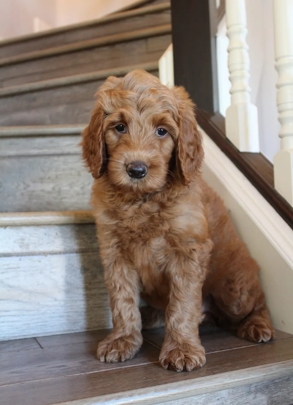 Bella and Gunner’s Bumble Bee puppies are home