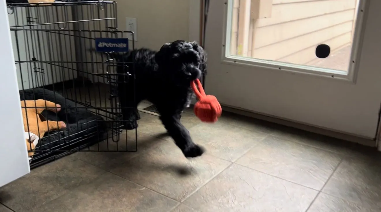 Testimonials about our labradoodle puppies