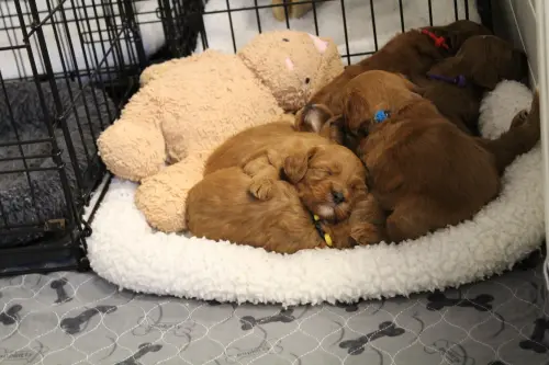 Four weeks Litter