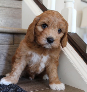 Six weeks Keegan 2
