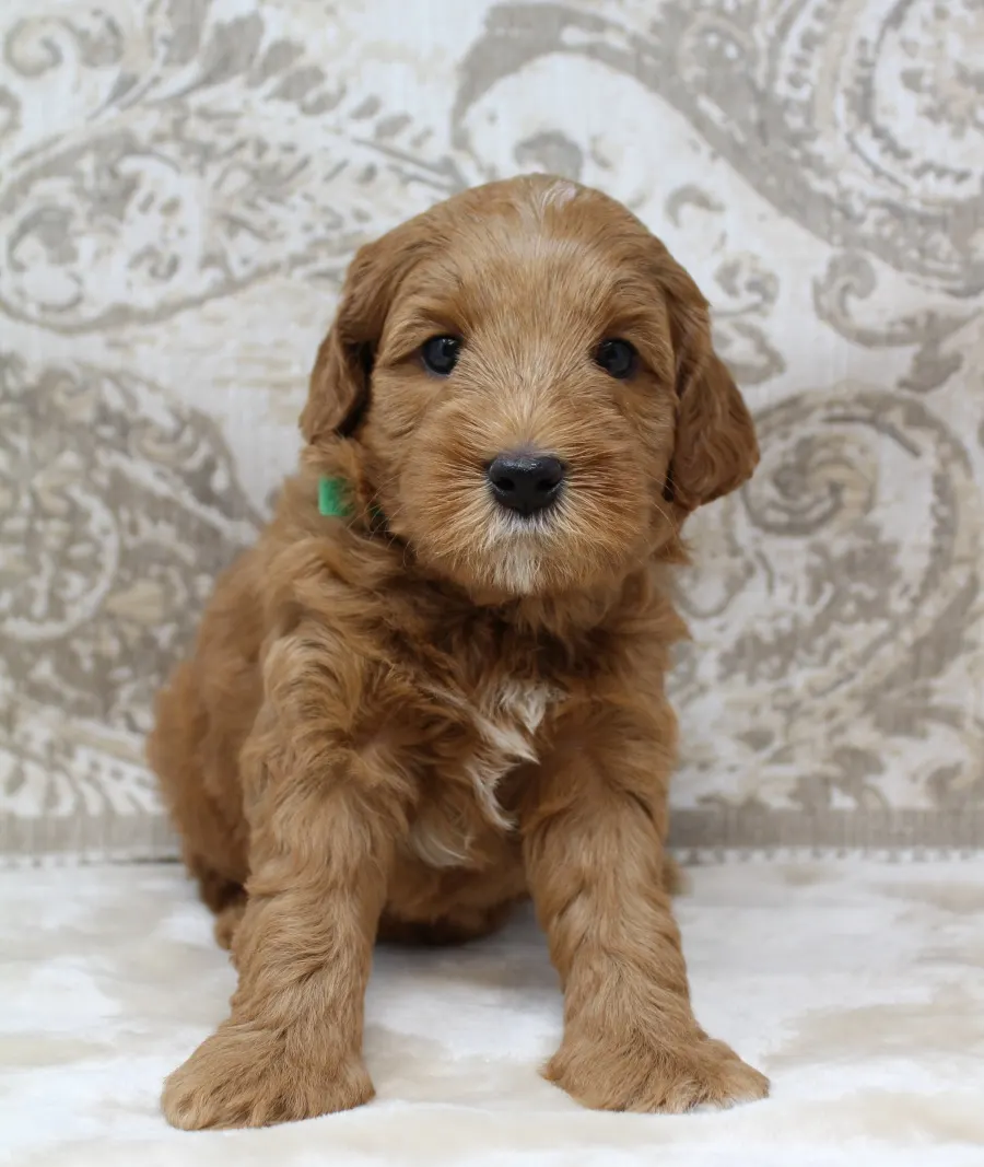 Ally and Watson’s litter is home