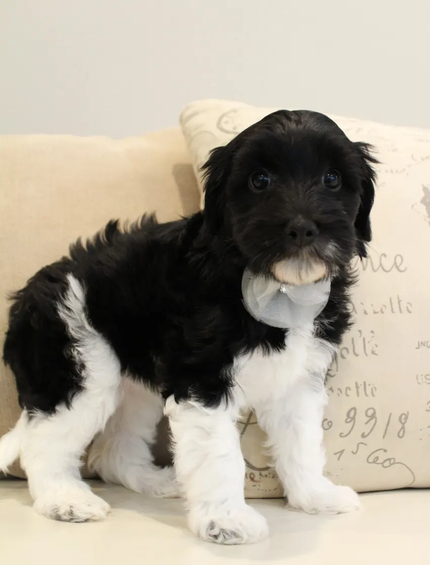 Clara Jane and Bear’s pups are home