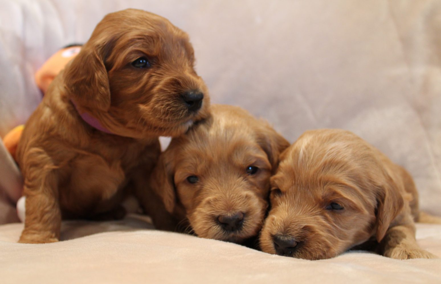Portland Oregon labradoodle breeders puppies now