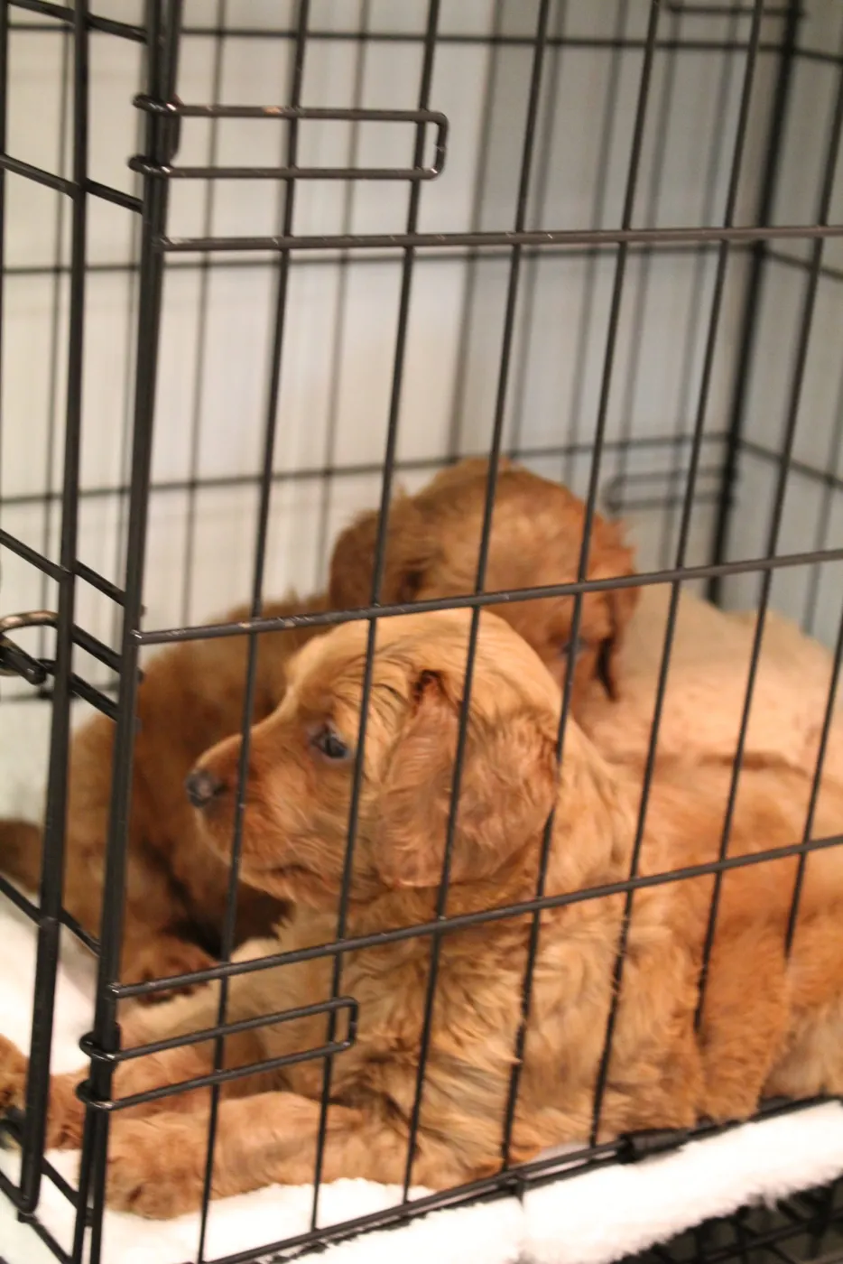 Bella and Gunner’s Bumble Bee puppies are home