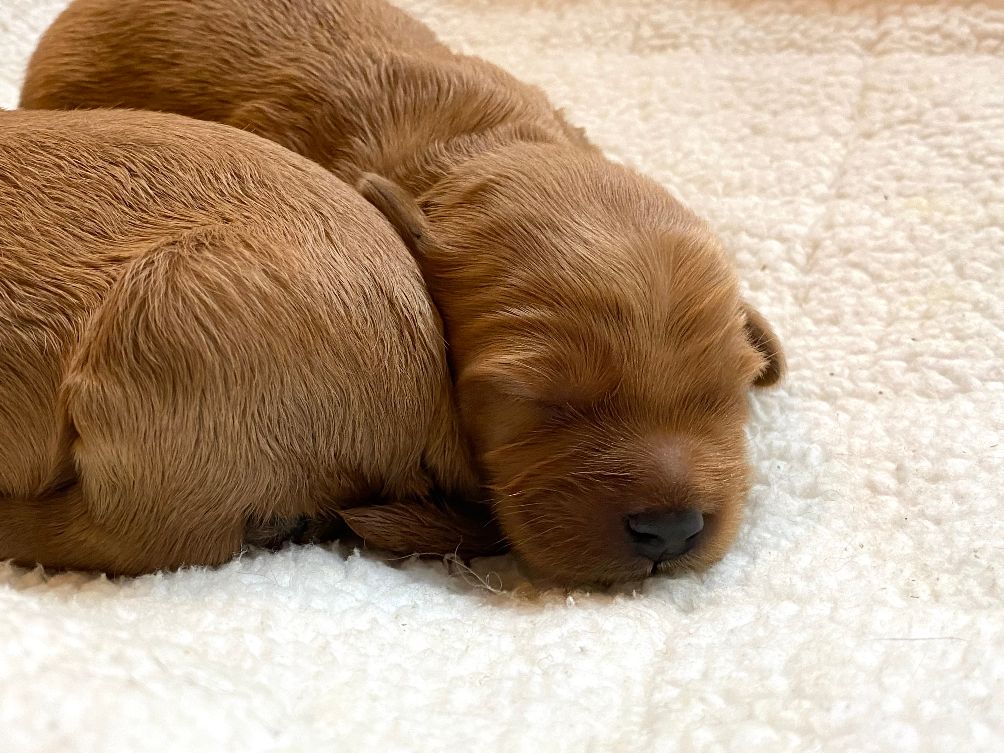 Emma and Watson’s puppies are home