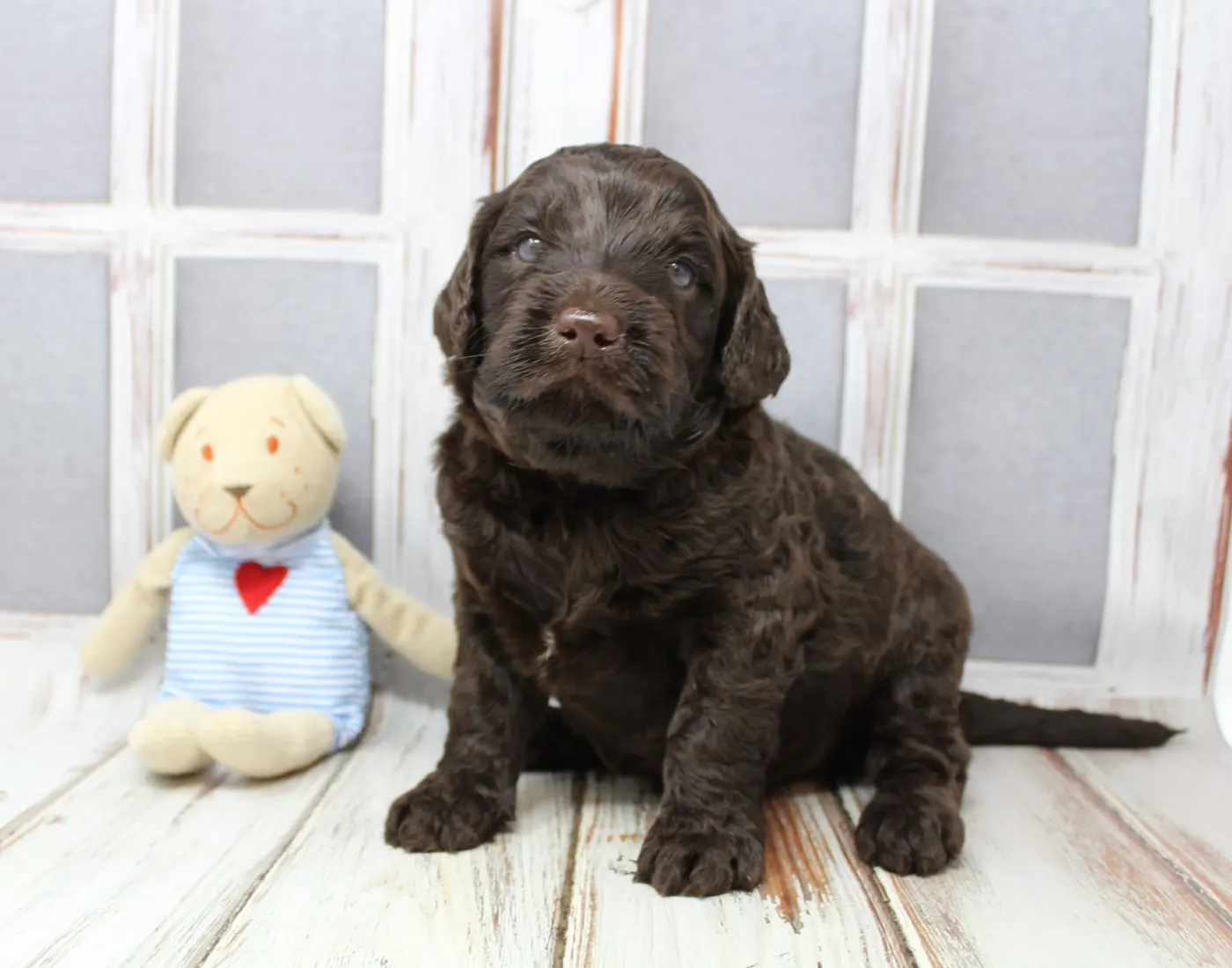 Gracie’s puppies are with their forever families