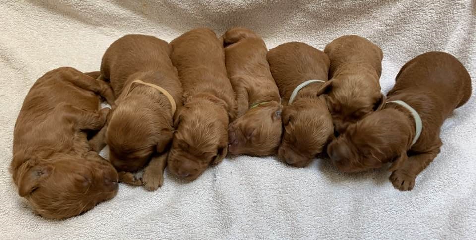 Bella and Gunner’s Bumble Bee puppies are home
