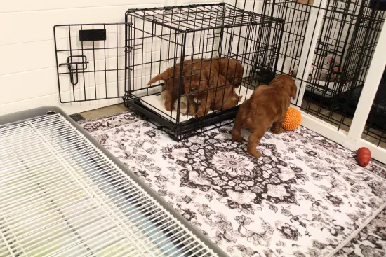 Four weeks litter pen 4