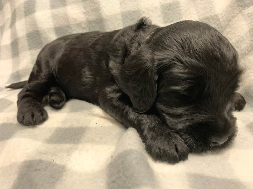 Gracie’s puppies are with their forever families